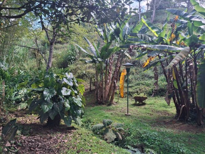 Finca en Arriendo en Guamito, La ceja - Miniatura 22
