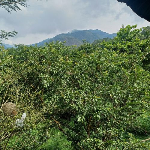 Finca en  Venta en Nocaima - Miniatura 11