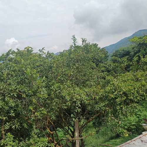 Finca en  Venta en Nocaima - Miniatura 15