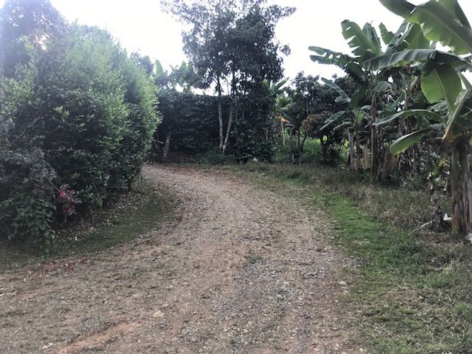 Finca en Venta en Valle del cauca, Guacarí - Miniatura 4