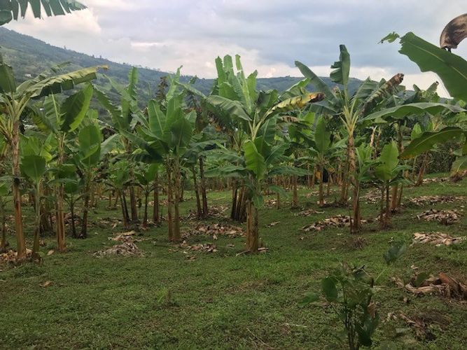 Finca en Venta en Valle del cauca, Guacarí - Miniatura 6