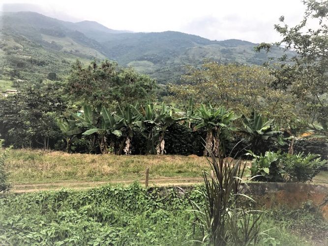 Finca en Venta en Valle del cauca, Guacarí - Miniatura 14