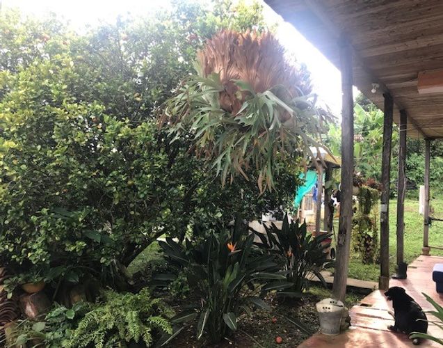 Finca en Venta en Valle del cauca, Guacarí - Miniatura 22