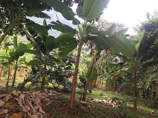 Finca en Venta en Valle del cauca, Guacarí - Miniatura 23