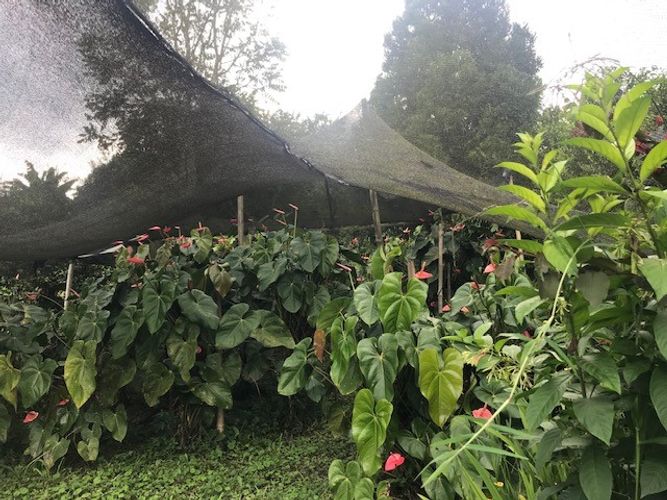 Finca en Venta en Valle del cauca, Guacarí - Miniatura 24