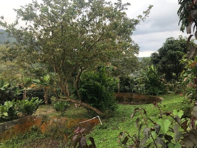 Finca en Venta en Valle del cauca, Guacarí - Miniatura 26