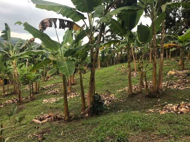 Finca en Venta en Valle del cauca, Guacarí - Miniatura 27