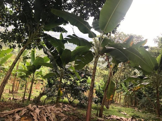 Finca en Venta en Valle del cauca, Guacarí - Miniatura 28