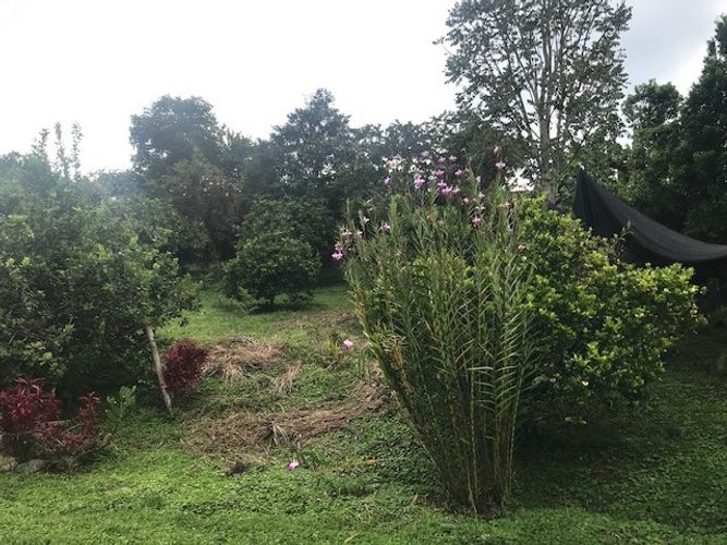 Finca en Venta en Valle del cauca, Guacarí - Miniatura 29