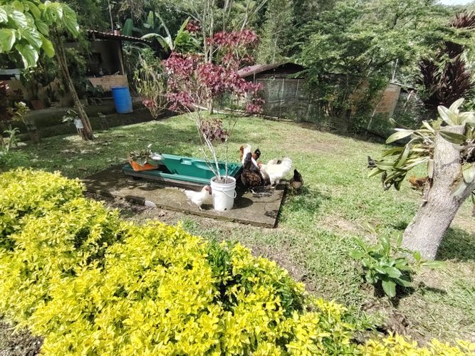 Finca en  Venta en Marcos tunja, Pacho - Miniatura 17