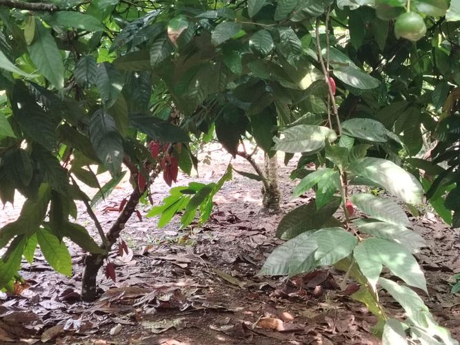 Finca en  Venta en Marcos tunja, Pacho - Miniatura 26
