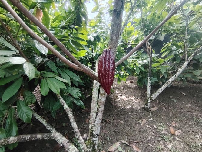Finca en  Venta en Marcos tunja, Pacho - Miniatura 27
