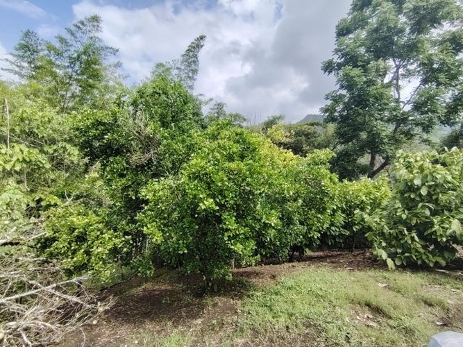 Finca en  Venta en Marcos tunja, Pacho - Miniatura 28