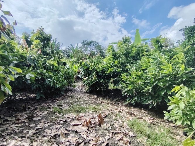 Finca en  Venta en Marcos tunja, Pacho - Miniatura 29