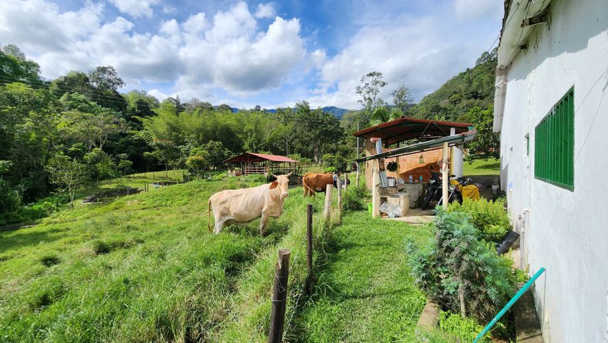 Finca en Venta en San juan, La vega - Miniatura 27