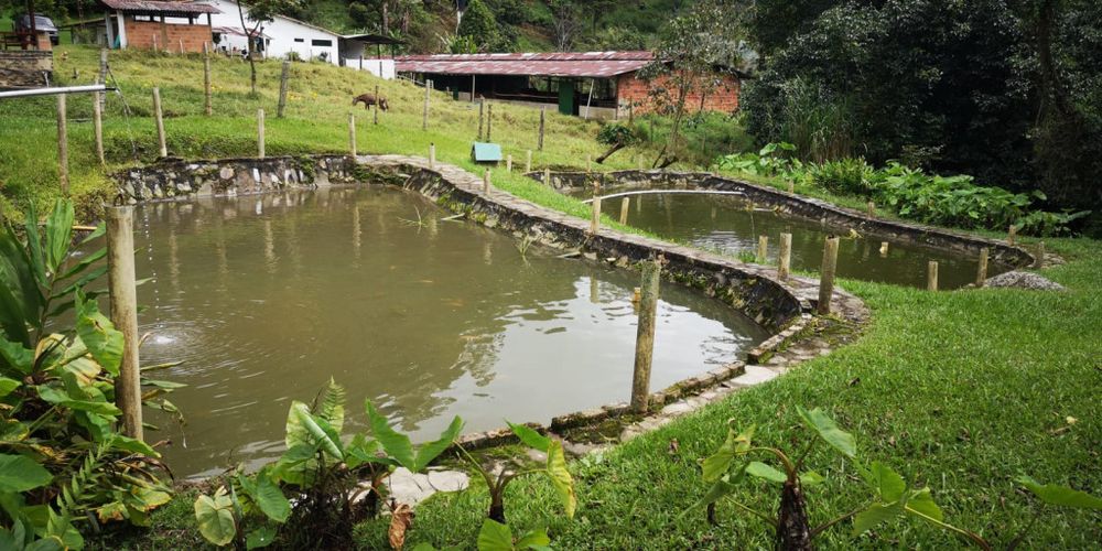 Finca en Venta en San juan, La vega - Miniatura 28