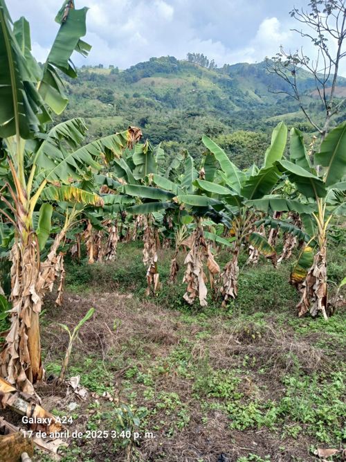 Finca en Venta en Buga - Miniatura 8