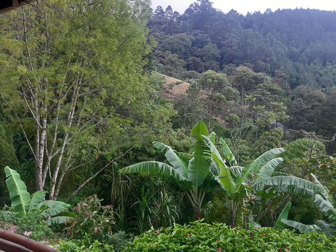 Finca en Arriendo en San jose, Sabaneta - Miniatura 4