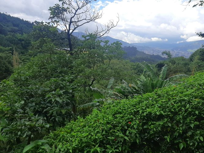 Finca en Arriendo en San jose, Sabaneta - Miniatura 6
