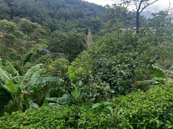 Finca en Arriendo en San jose, Sabaneta - Miniatura 7