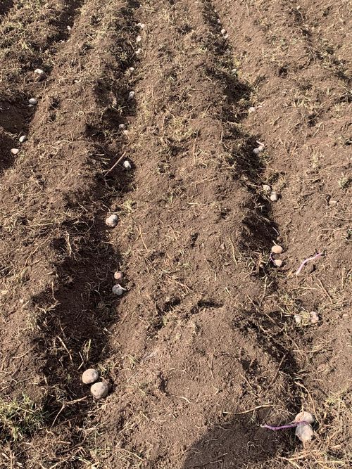 Finca en Venta en Villapinzon - Miniatura 8