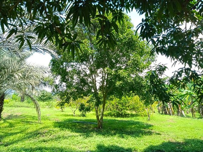 Finca en Venta en Tocaima - Imagen 1