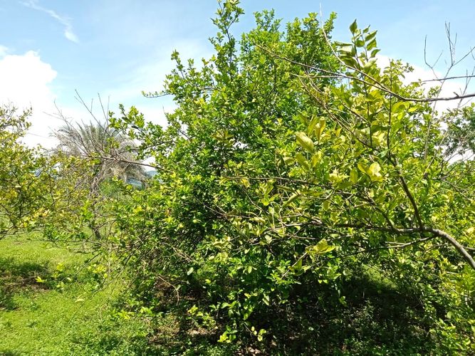 Finca en Venta en Tocaima - Miniatura 4