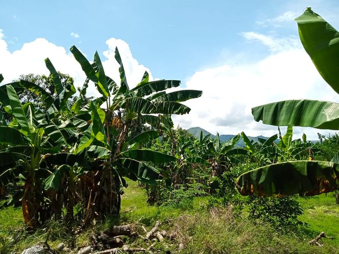Finca en Venta en Tocaima - Miniatura 7