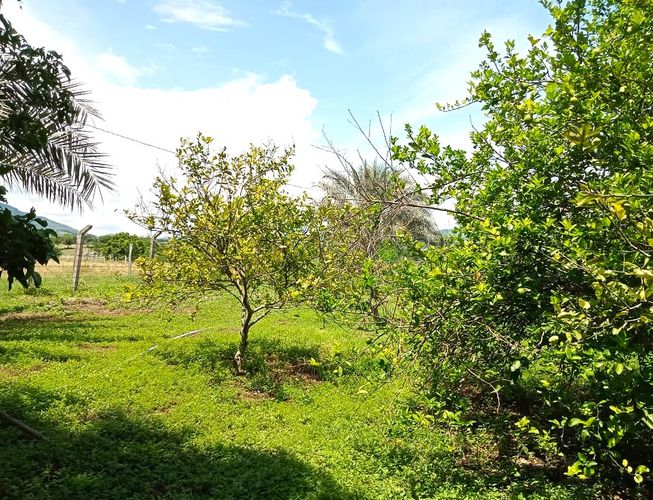 Finca en Venta en Tocaima - Miniatura 15