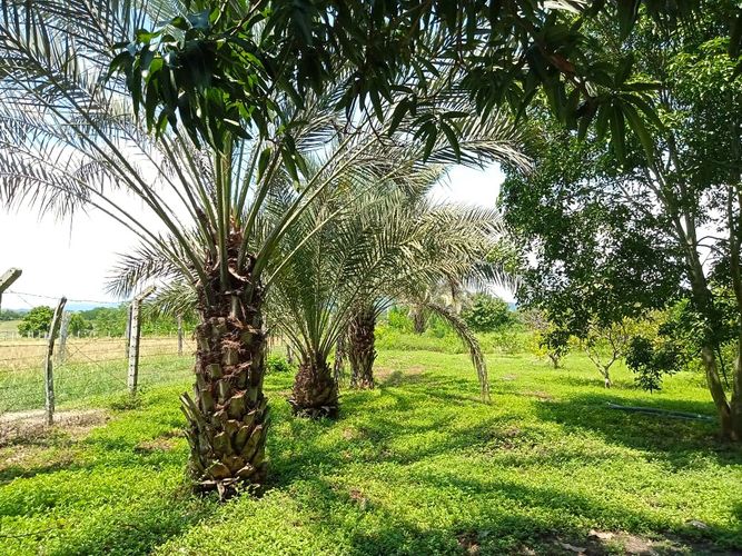 Finca en Venta en Tocaima - Miniatura 17