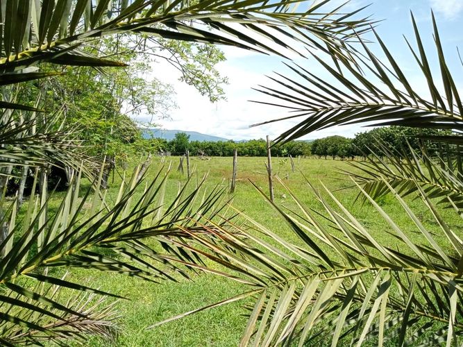 Finca en Venta en Tocaima - Miniatura 18