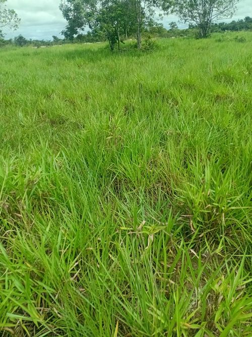 Finca en Venta en Cabuyaro - Miniatura 11