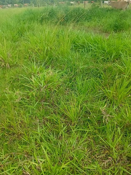 Finca en Venta en Cabuyaro - Miniatura 9