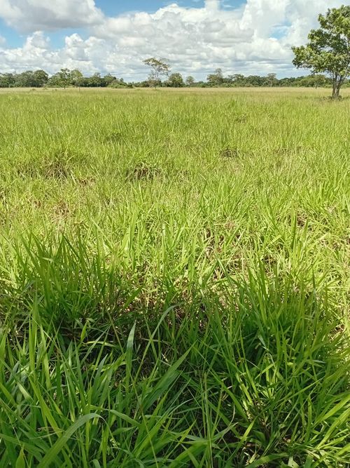 Finca en Venta en Cabuyaro - Miniatura 12