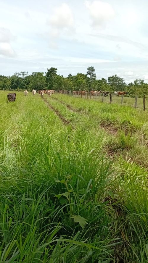 Finca en Venta en Cabuyaro - Miniatura 15