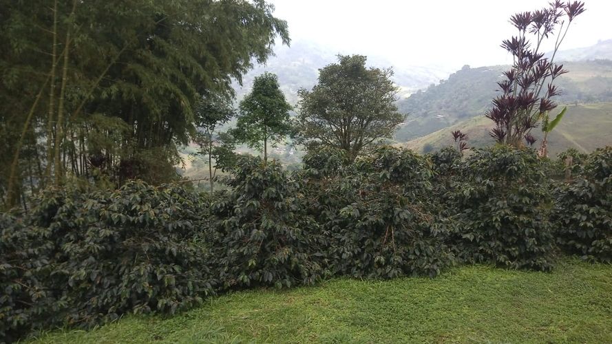 Finca en Venta en La bella, Pereira - Miniatura 22