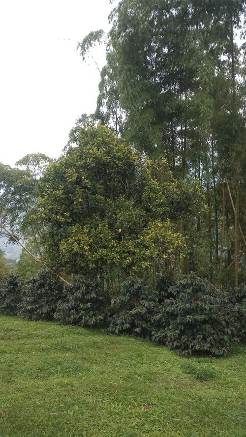 Finca en Venta en La bella, Pereira - Miniatura 27