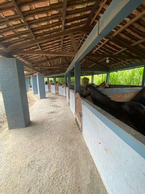 Finca en Venta en Pereira - Miniatura 15