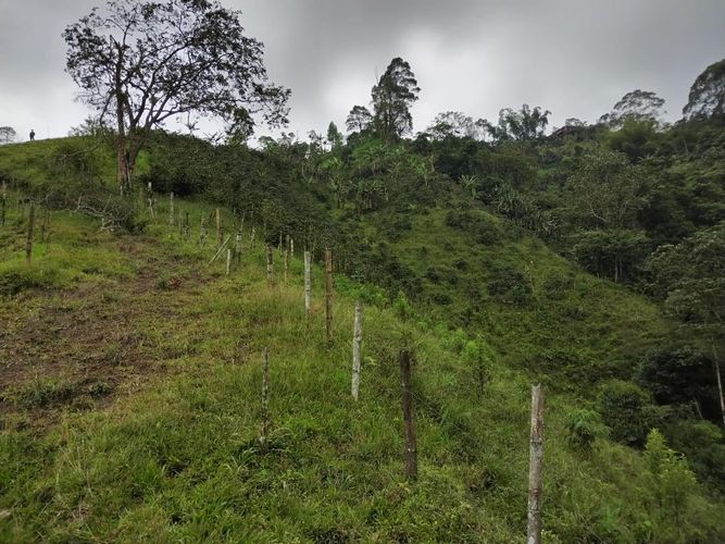 Finca en Venta en Dosquebradas - Miniatura 13