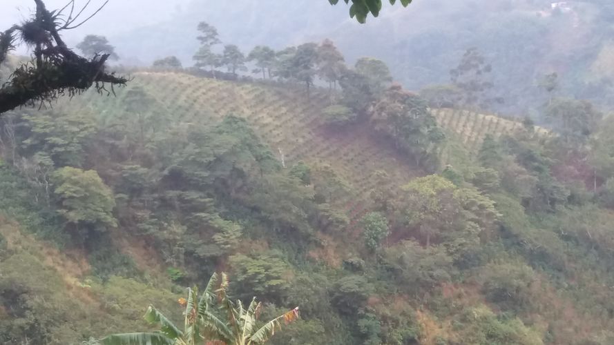 Finca en Venta en Apia - Imagen 1