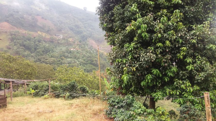 Finca en Venta en Apia - Miniatura 4