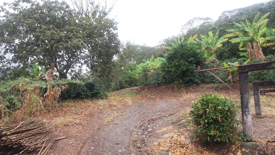 Finca en Venta en Apia - Miniatura 5