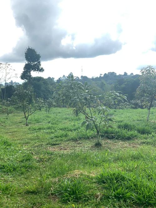 Finca en Venta en Pereira - Miniatura 12