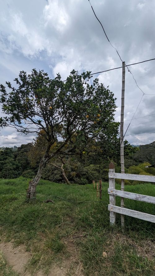 Finca en Venta en Circasia - Miniatura 13