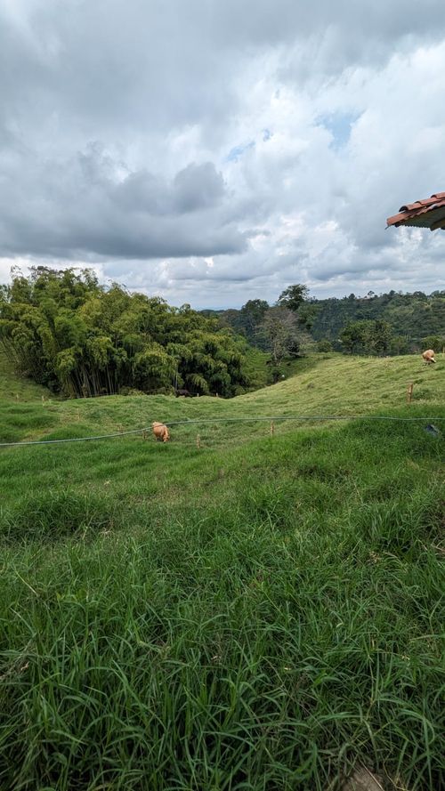 Finca en Venta en Circasia - Miniatura 15