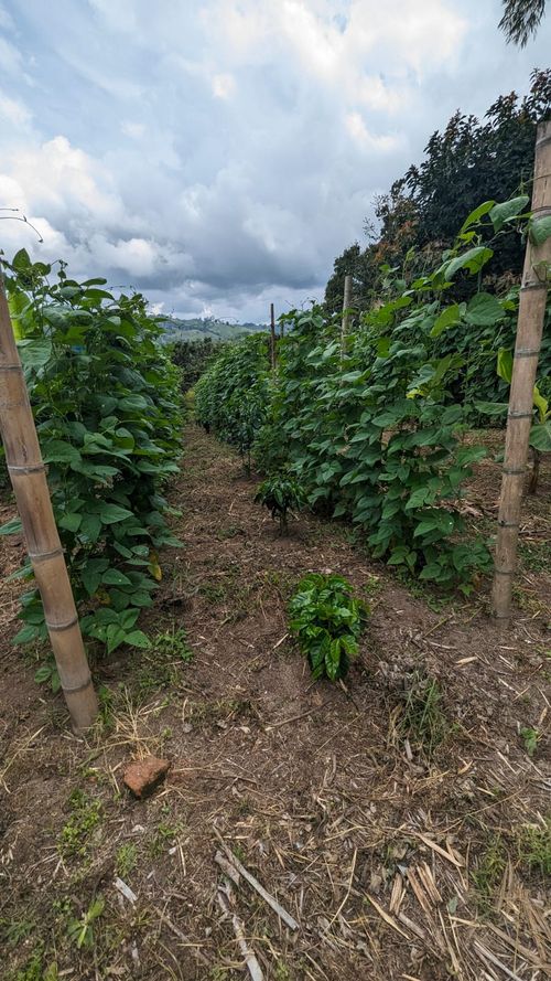 Finca en Venta en Circasia - Miniatura 16