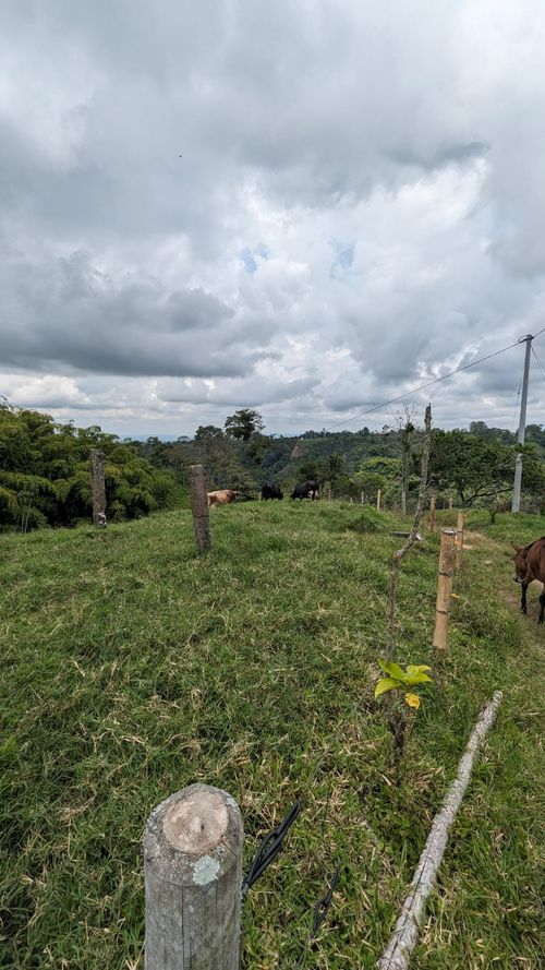 Finca en Venta en Circasia - Miniatura 18