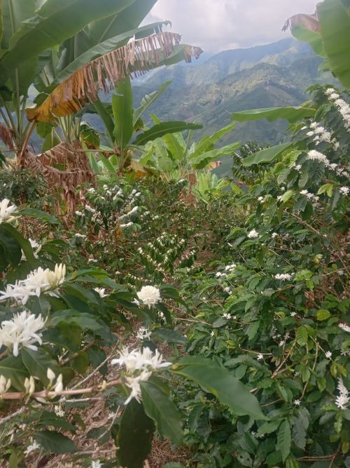Finca en Venta en La celia - Miniatura 5