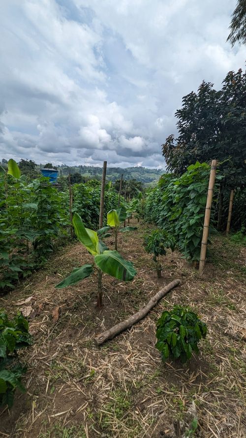 Finca en Venta en Circasia - Miniatura 21