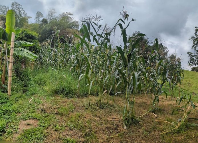 Finca en Venta en Circasia - Miniatura 22